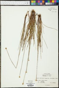 Xyris difformis var. floridana image