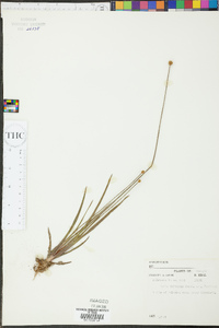 Xyris difformis var. floridana image
