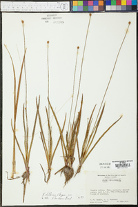 Xyris difformis var. floridana image