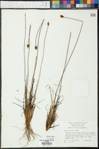 Xyris elliottii image