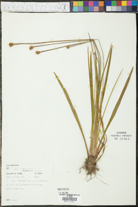 Xyris difformis image