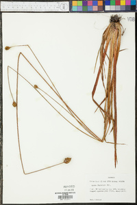 Xyris fimbriata image