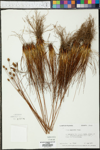 Xyris elliottii image