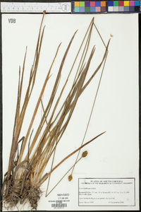 Xyris fimbriata image