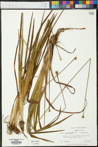 Xyris fimbriata image