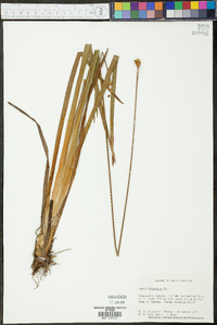 Xyris fimbriata image