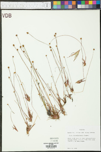 Xyris flabelliformis image