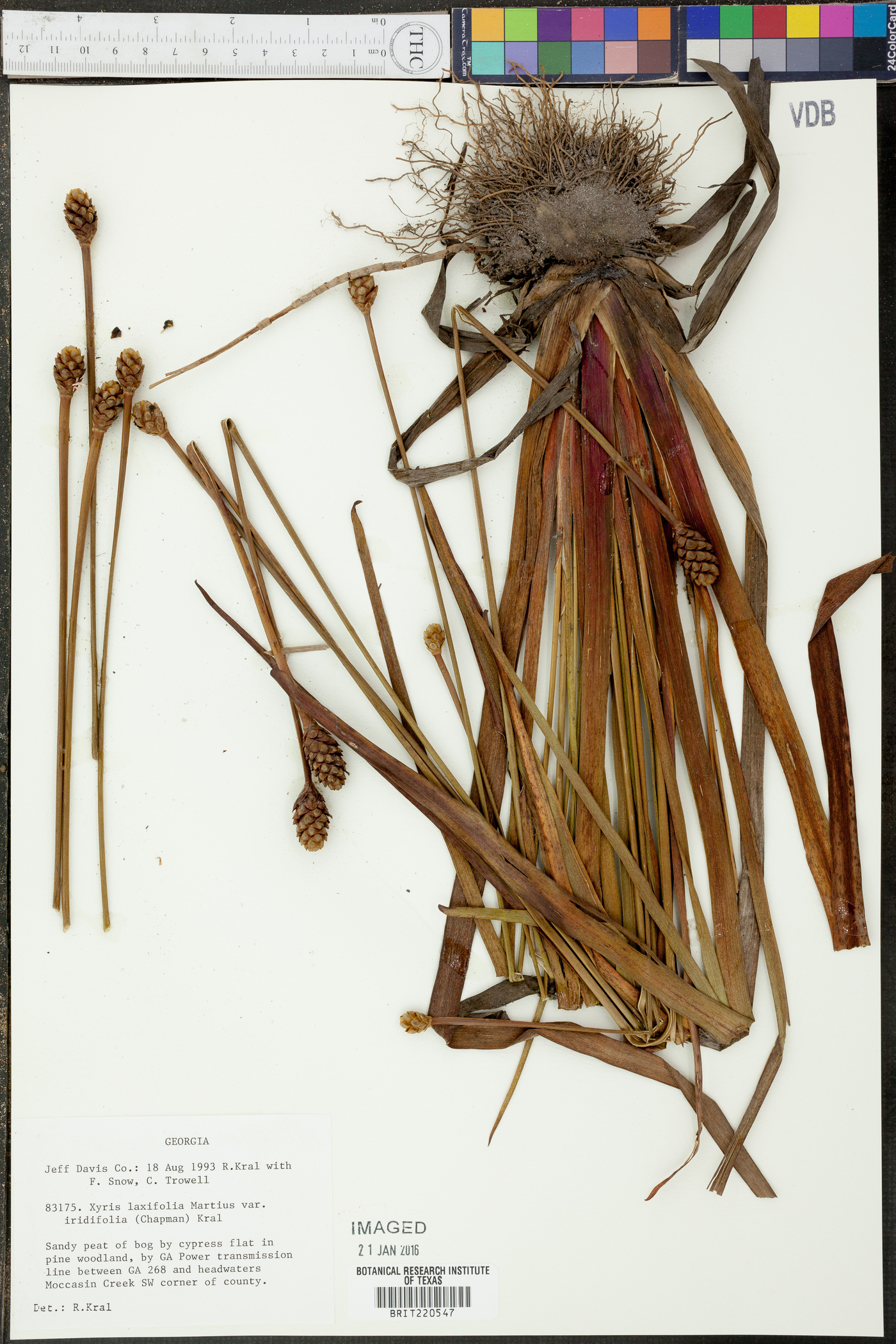 Xyris laxifolia image