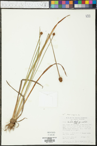 Xyris laxifolia image