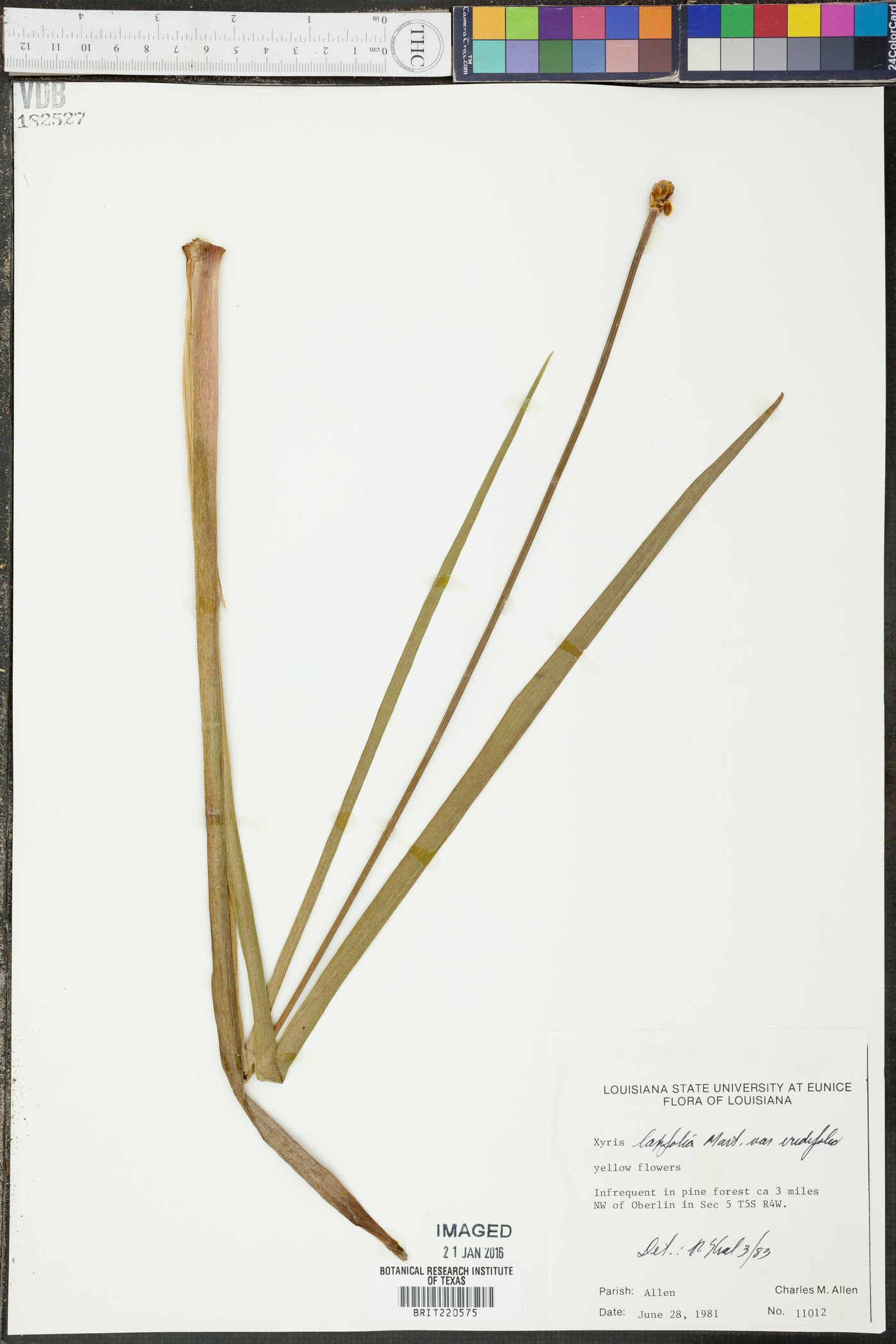 Xyris laxifolia var. iridifolia image