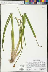 Xyris laxifolia var. iridifolia image