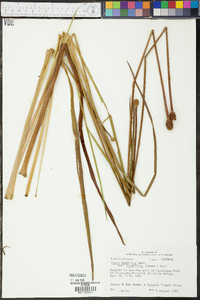 Xyris laxifolia image