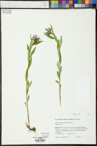 Amsonia tabernaemontana image