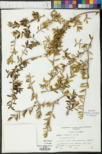 Ilex myrtifolia image