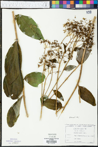 Arnoglossum ovatum image