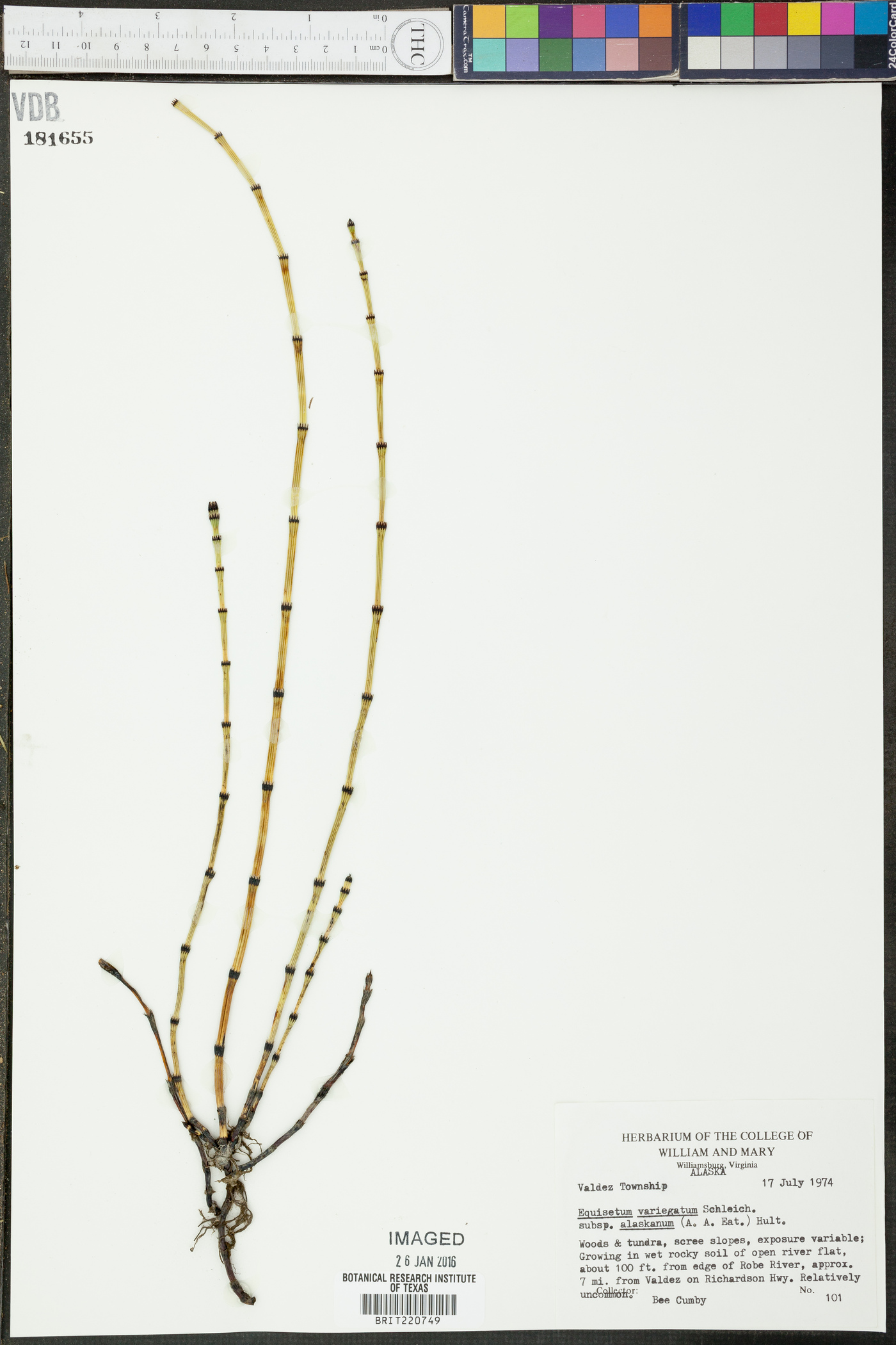 Equisetum variegatum subsp. alaskanum image