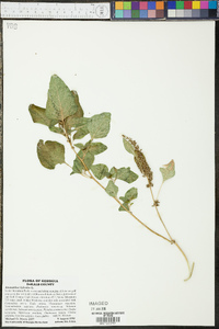 Amaranthus hybridus image