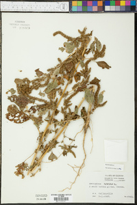 Amaranthus hybridus image