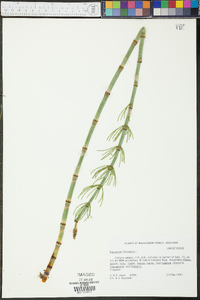 Equisetum fluviatile image