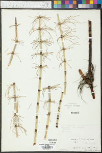 Equisetum fluviatile image