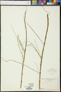 Equisetum fluviatile image