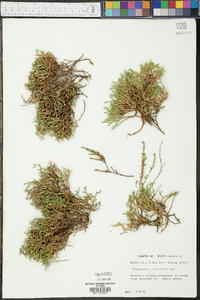 Selaginella tortipila image