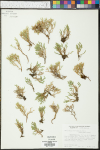 Selaginella tortipila image