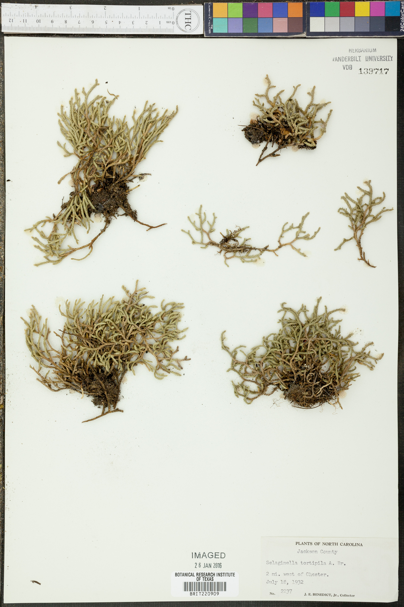 Selaginella tortipila image