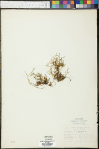 Selaginella tortipila image