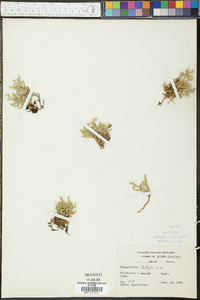 Selaginella tortipila image