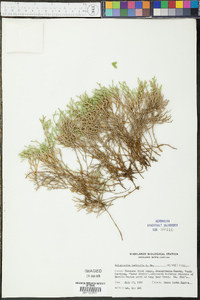 Selaginella tortipila image