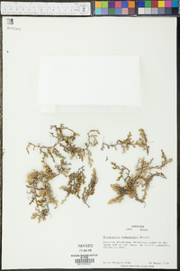 Selaginella underwoodii image