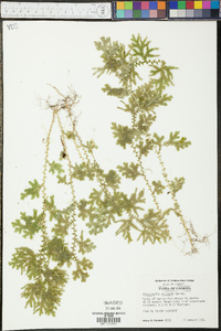Selaginella uncinata image