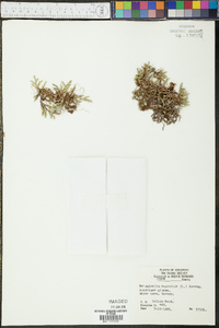 Selaginella rupestris image