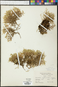 Selaginella rupestris image