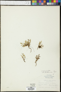 Selaginella rupestris image