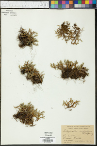 Selaginella rupestris image