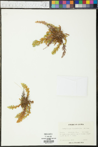 Selaginella lepidophylla image