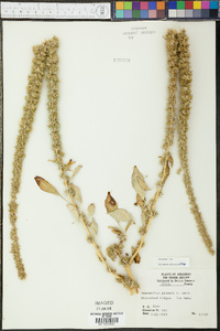 Amaranthus palmeri image