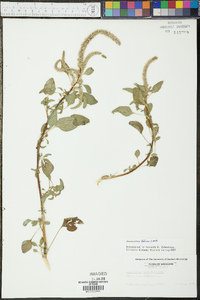 Amaranthus palmeri image