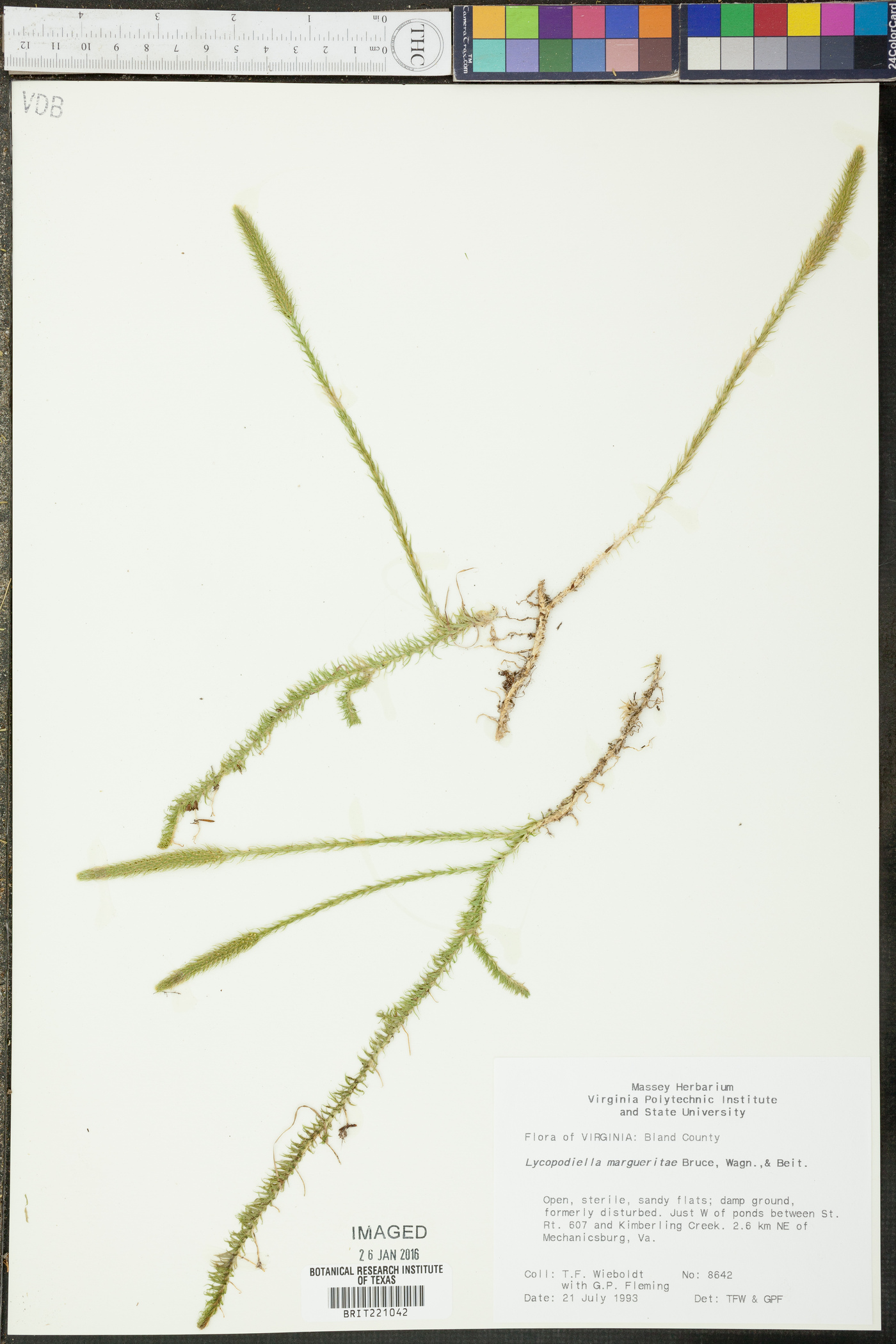 Lycopodiella margueritae image