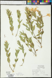 Ruellia humilis image