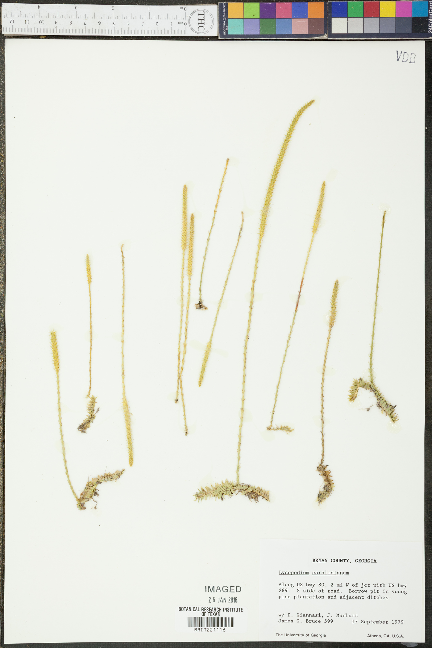 Lycopodium carolinianum image
