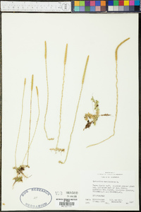 Lycopodium carolinianum image