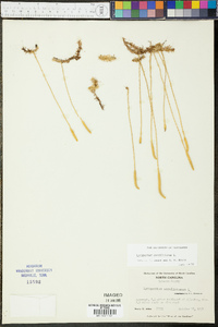 Lycopodium carolinianum image
