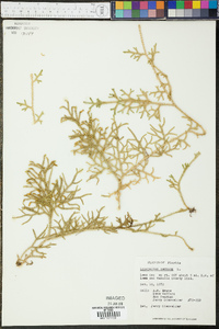 Lycopodium cernuum image