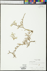 Lycopodium cernuum image