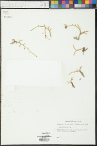 Lycopodium cernuum image