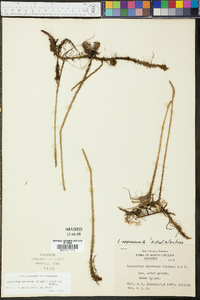 Lycopodium appressum image