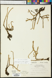 Lycopodium appressum image